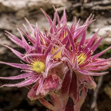 Alpin Residenz Dachsteinperle アパートホテル 4*