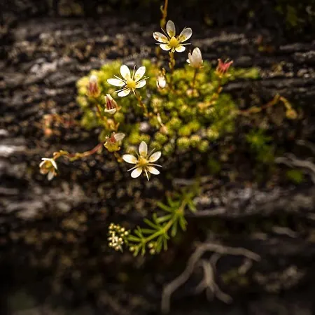 Alpin Residenz Dachsteinperle アパートホテル