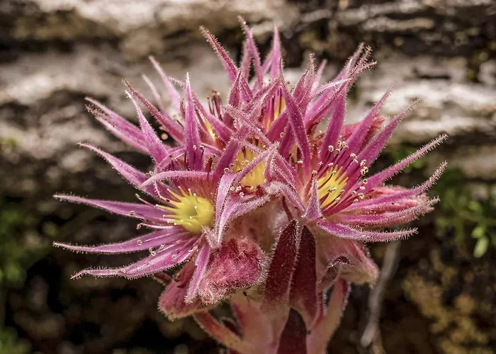 Alpin Residenz Dachsteinperle アパートホテル 4*