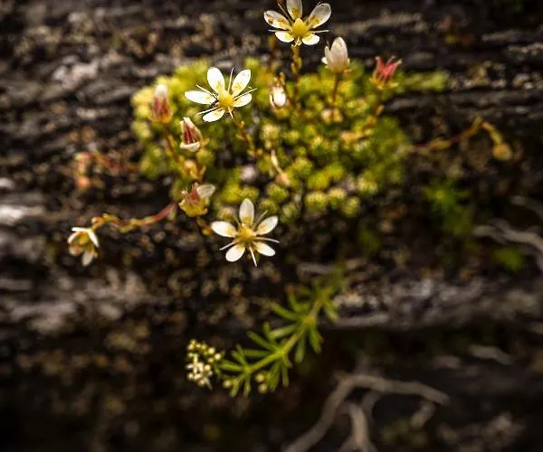 Alpin Residenz Dachsteinperle Aparthotel